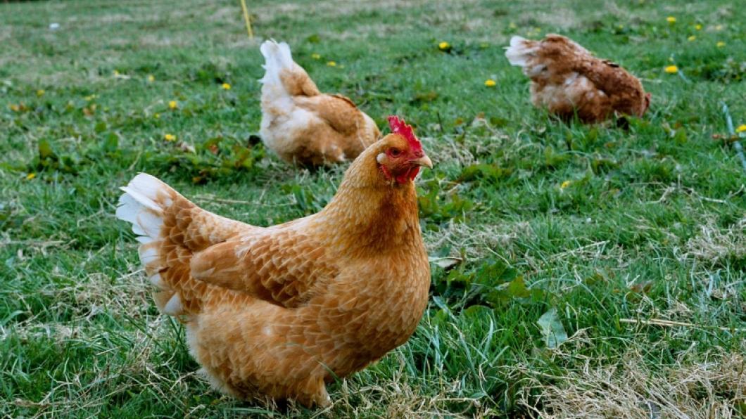 Dierenwelzijn, ook voor kippen