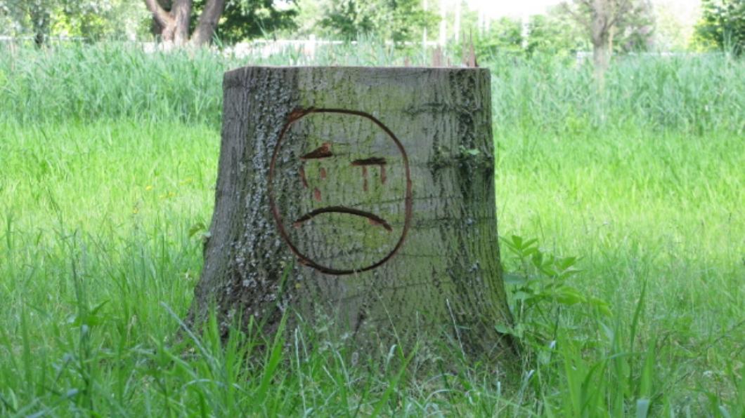 Boomstronk-met-gezicht-25-6-2010-groot.jpg