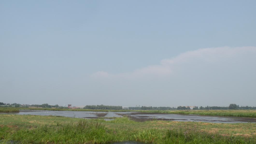 Zaans Rietveld.jpg