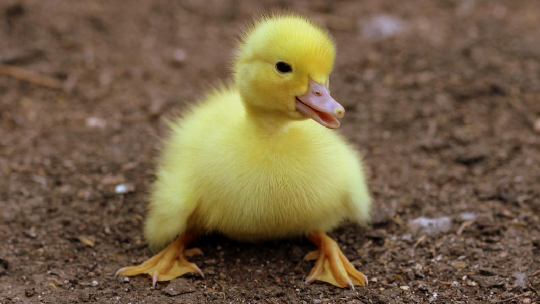 duckling-on-black-soil-during-daytime-162140.jpg