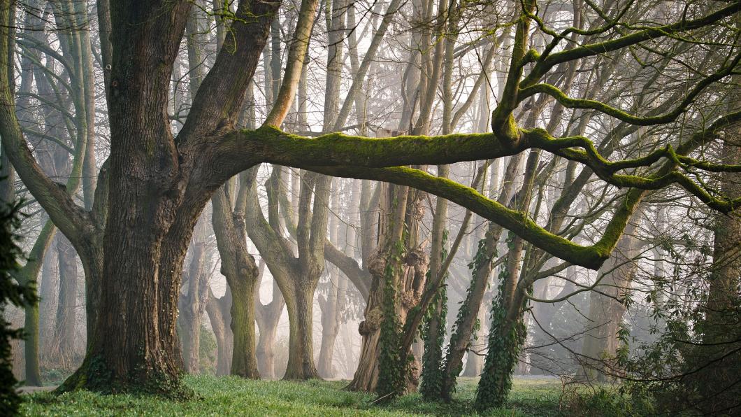 forest-3287976_1920.jpg