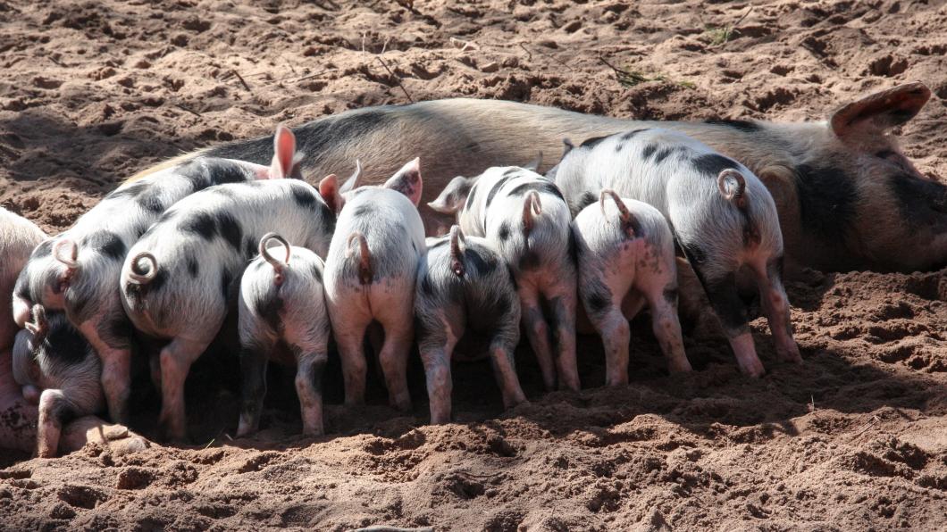 pig-domestic-pig-suckle-piglet-45869.jpeg