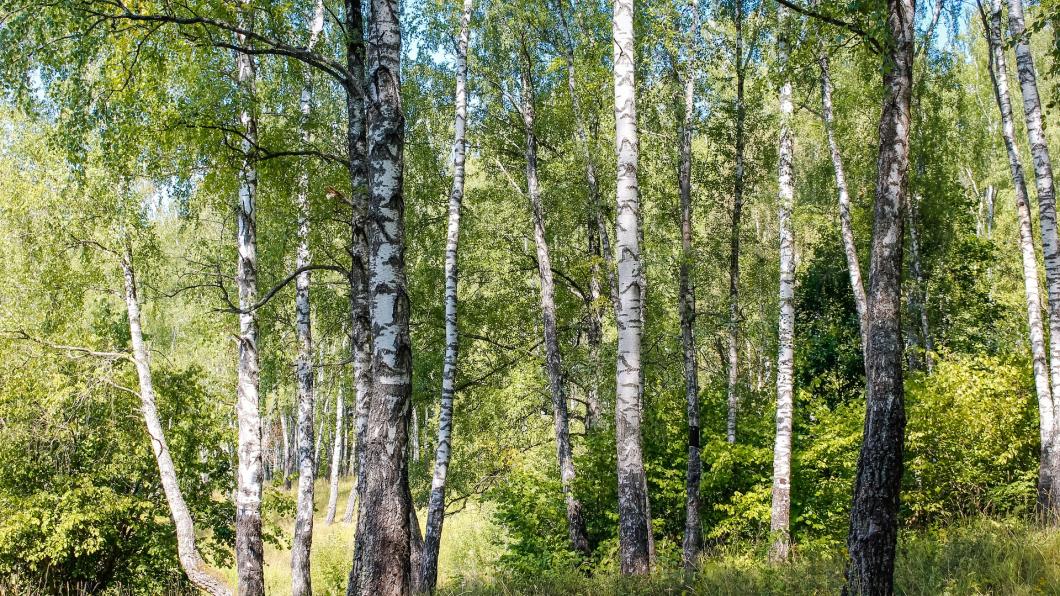 tiny_forests_followup.jpg