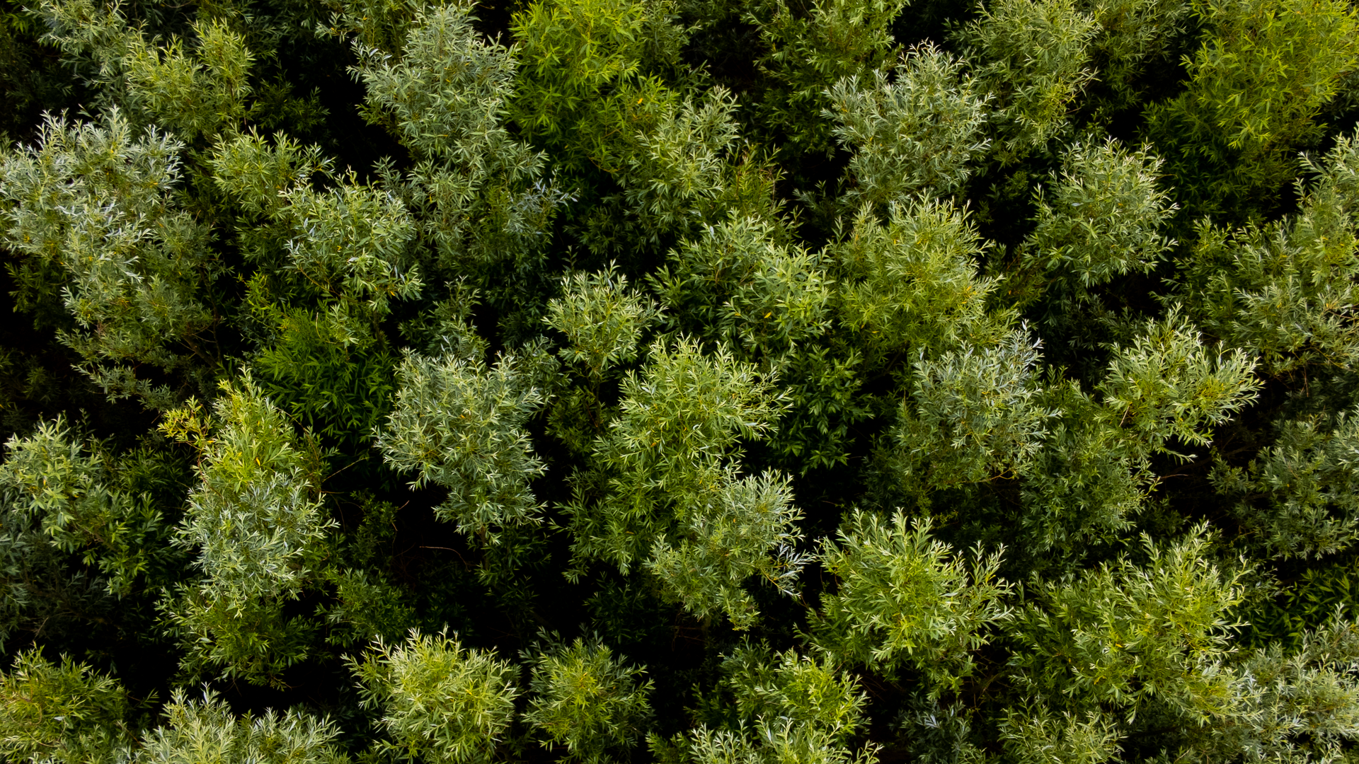 Bomen in het Bentwoud
