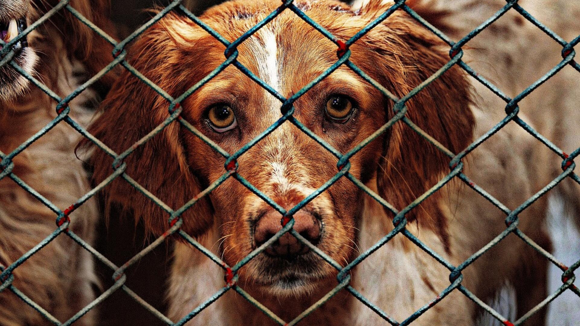 dierenasiel hond groenlinks