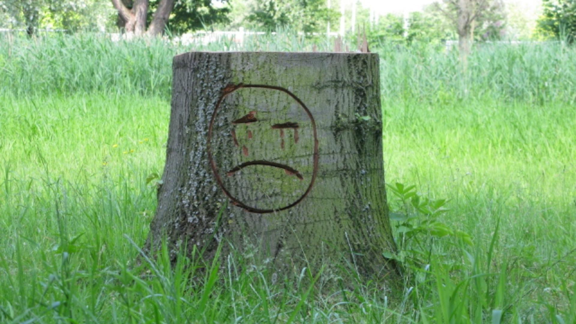 Boomstronk-met-gezicht-25-6-2010-groot.jpg
