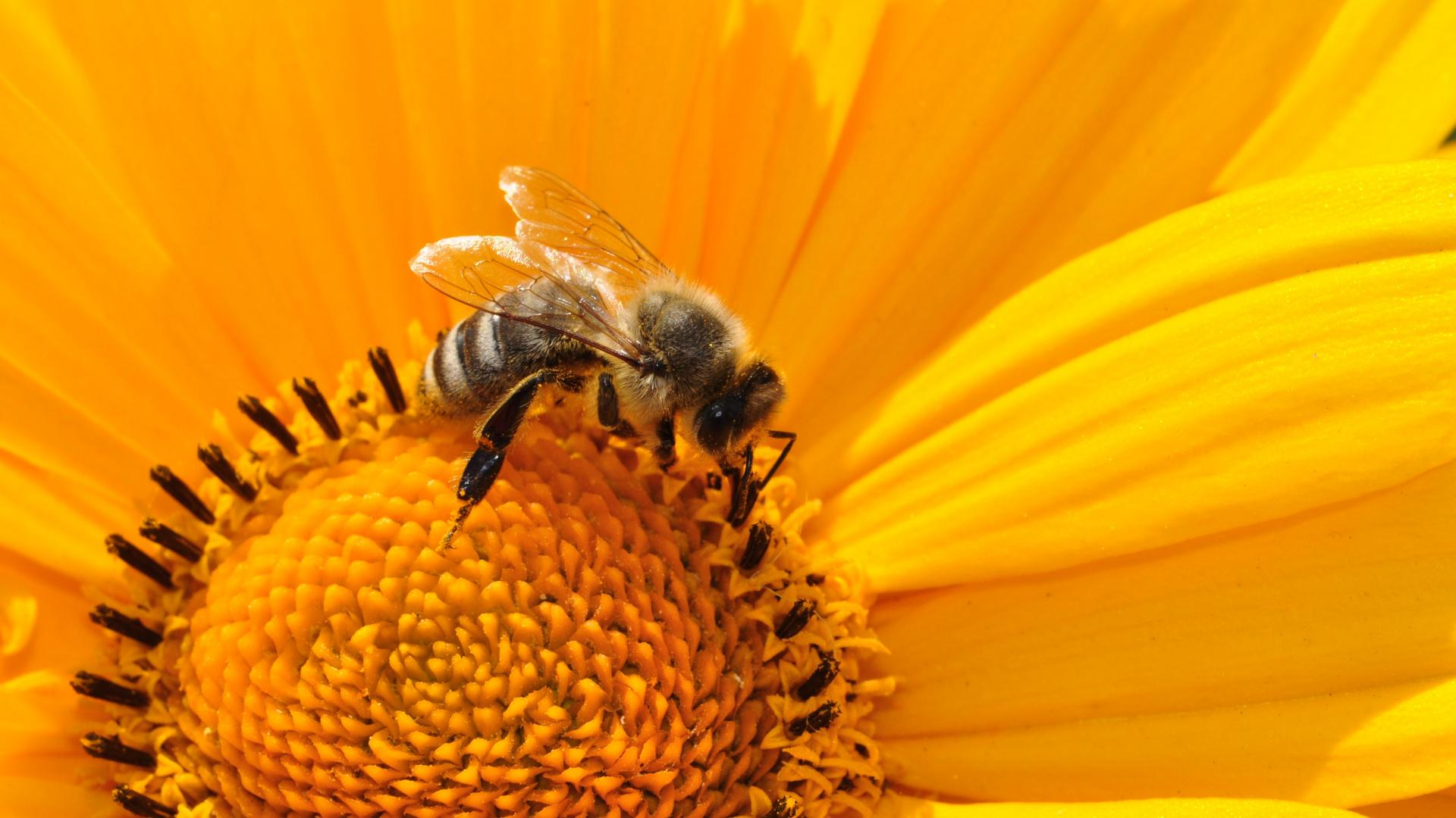 bee-pollen-nectar-yellow-67560.jpeg