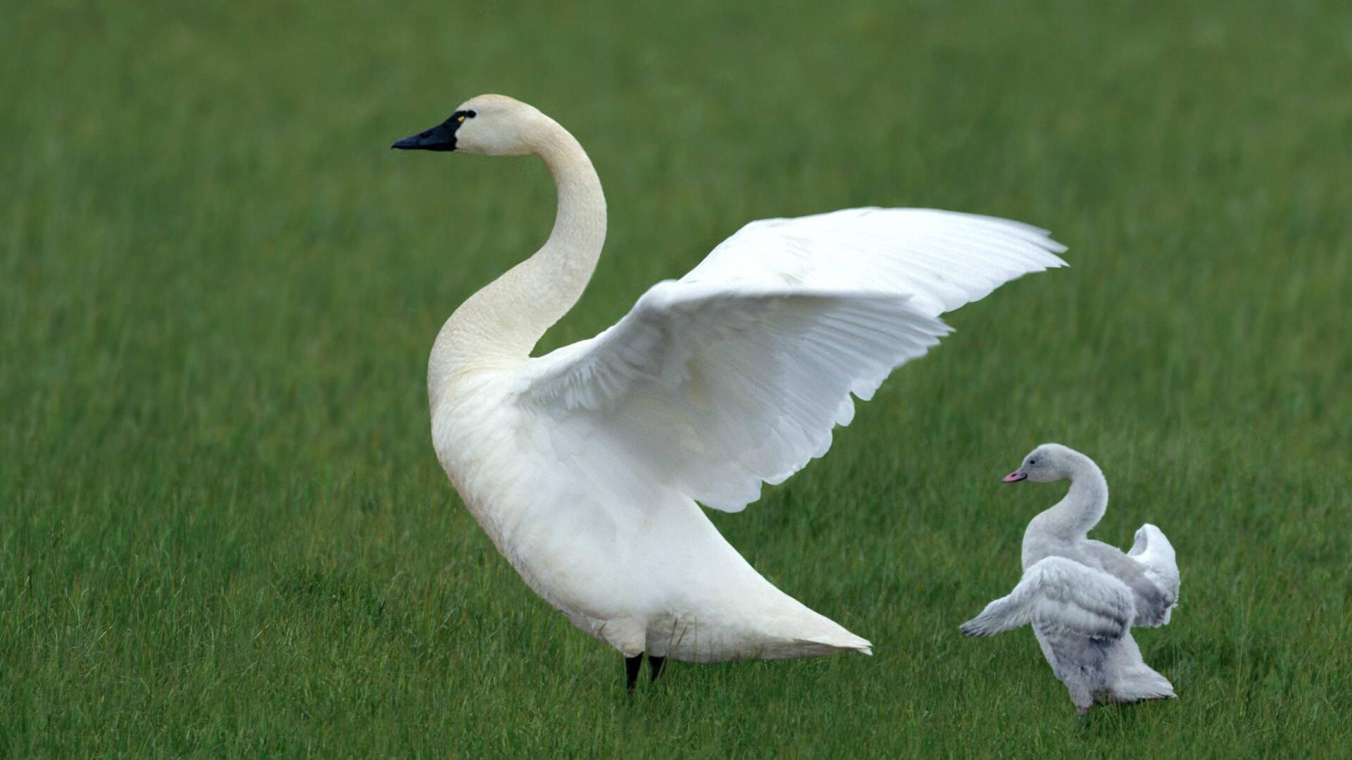swans.jpg