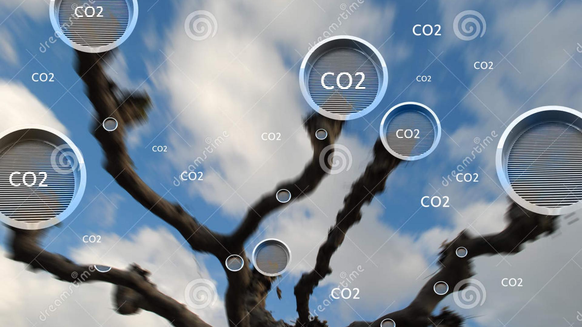 tree co2.jpg